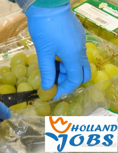 Holandia-Praca przy pakowaniu owoców od zaraz!