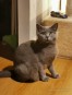 Lenka - młoda, śliczna koteczka Brytyjka szuka domu!