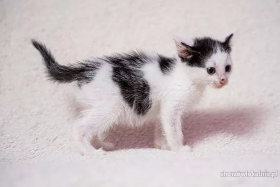 trzech-muszkieterow-male-kociaki-do-adopcji-36240-chorzow-na-sprzedaz.webp