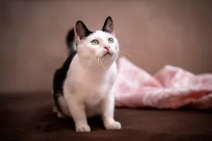 Rina - młoda, piękna, miziasta koteczka!